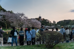 三渓園　桜ライトアップ2023