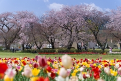 春の戸川公園