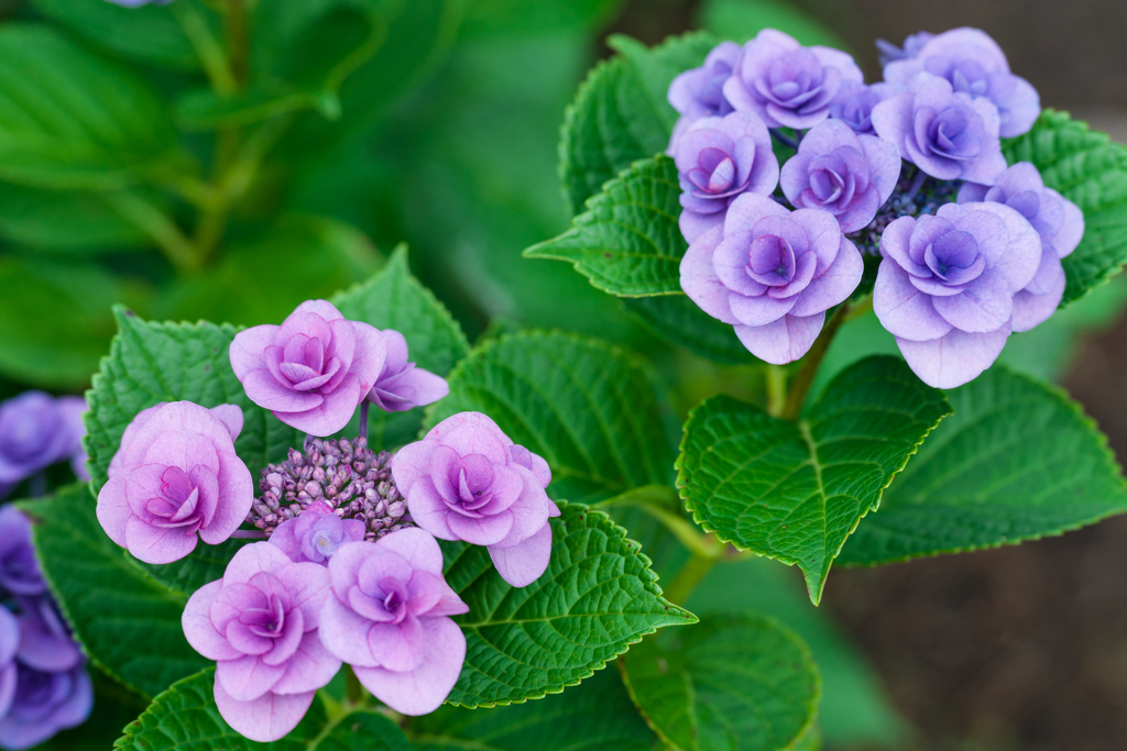 八景島あじさい祭り2023