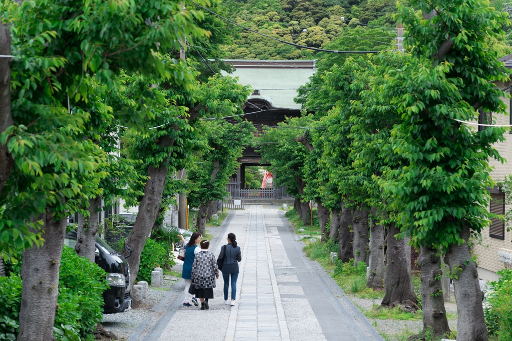 春の称名寺