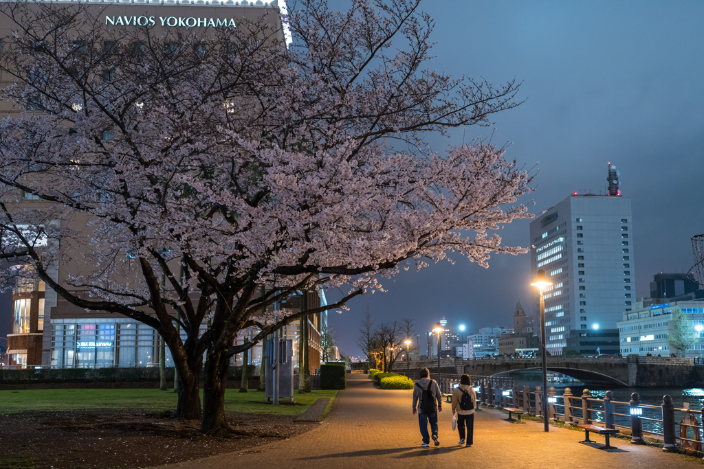 2023年汽車道の桜