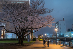 2023年汽車道の桜