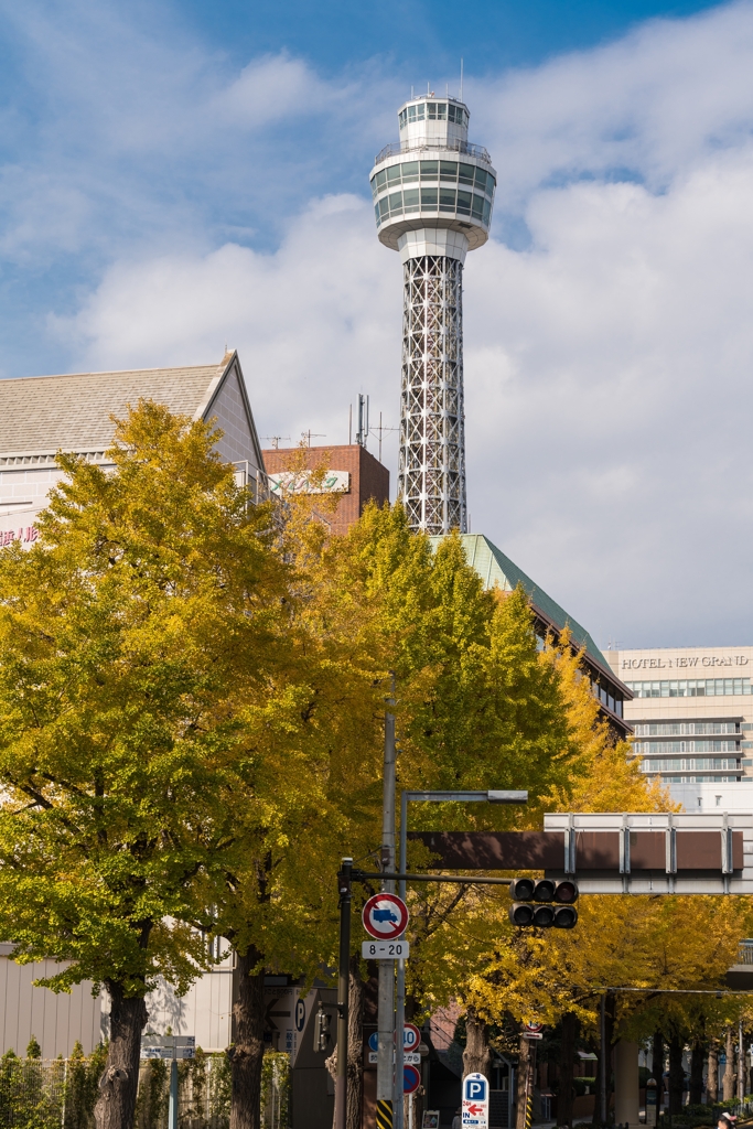山下公園　銀杏並木