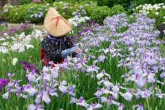 横須賀しょうぶ園