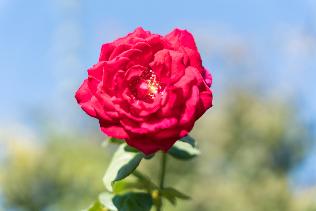 港の見える丘公園 スナップ