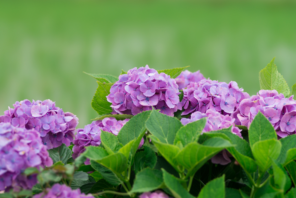 2023開成町あじさいまつり