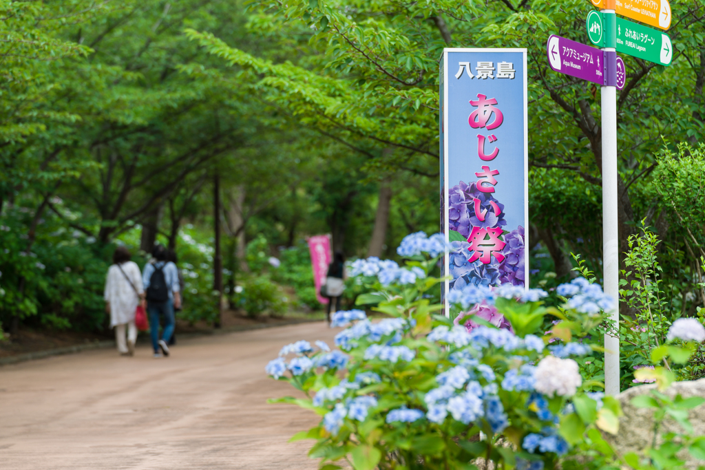 八景島あじさい祭り2023