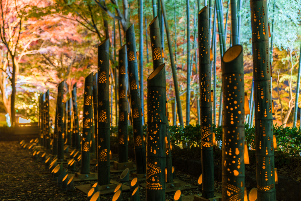 大磯城山公園　紅葉ライトアップ2023