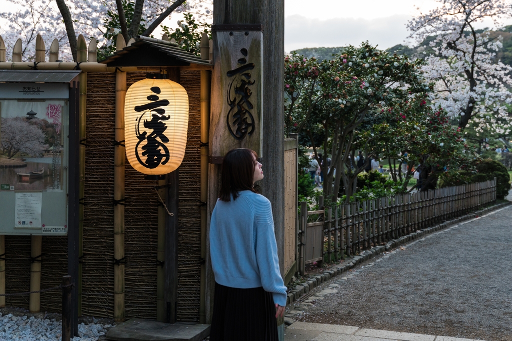 三渓園　桜ライトアップ2023