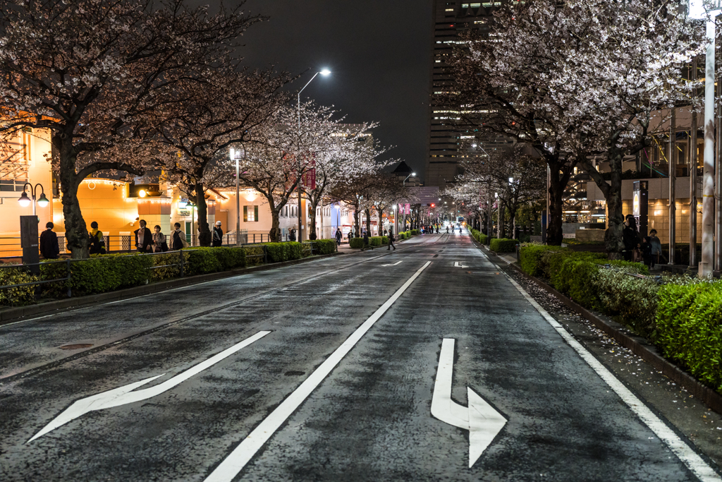 みなとみらい　さくら通り