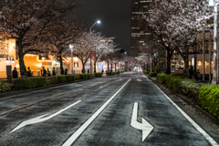 みなとみらい　さくら通り