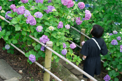 葉山　あじさい公園