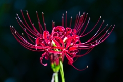 称名寺　彼岸花