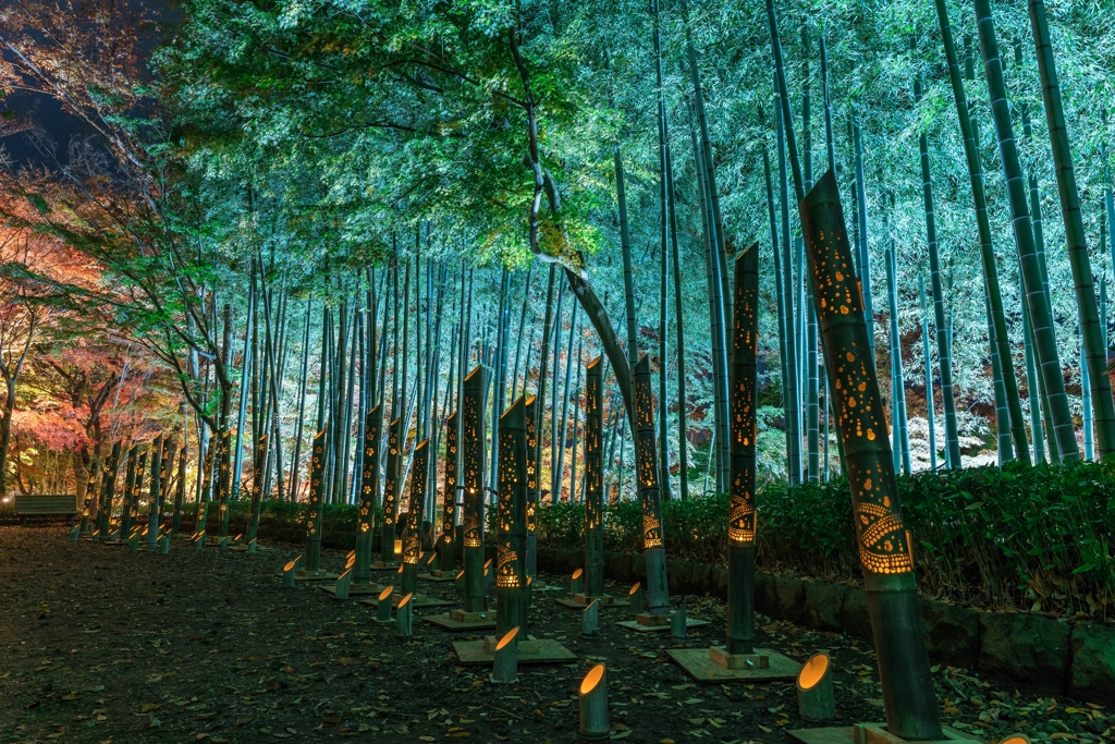 大磯城山公園　紅葉ライトアップ