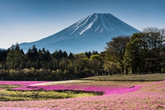 富士芝桜まつり 2022