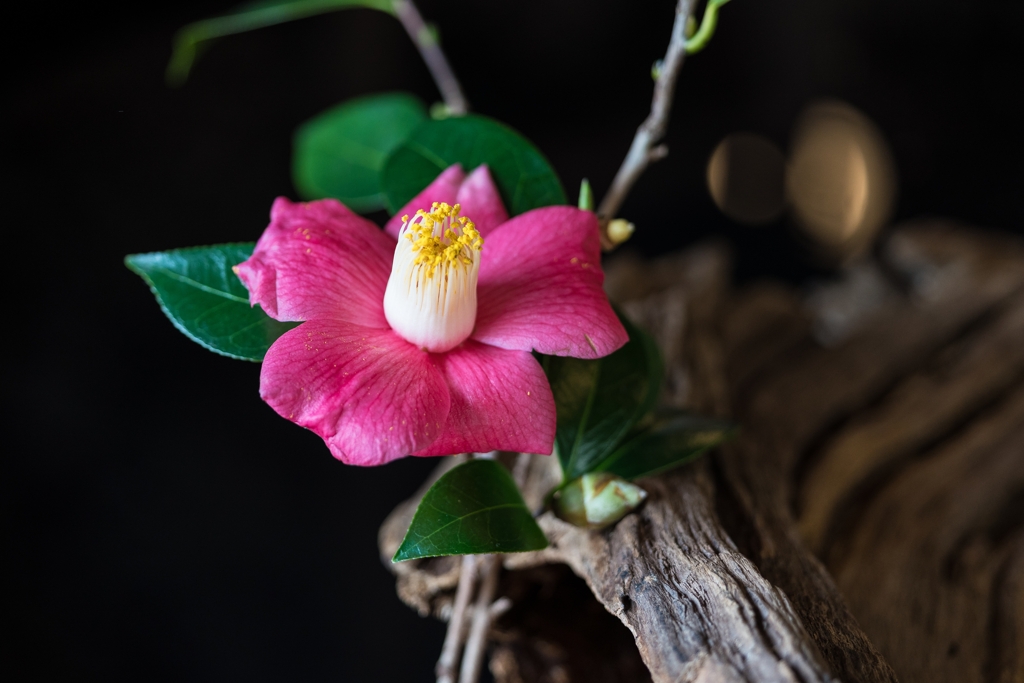 旧伊藤博文金沢別邸の春