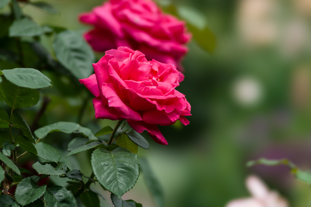 山下公園スナップ