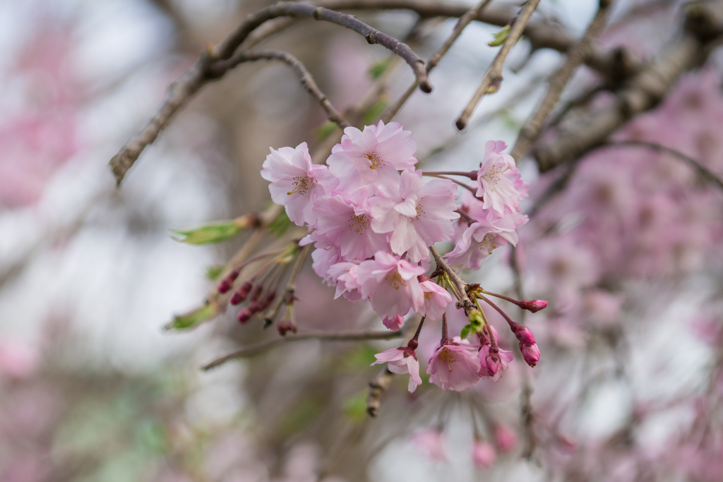 2024 春の称名寺