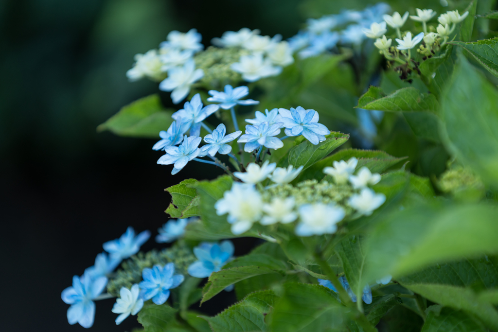 八景島　あじさい