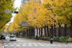 山下公園　銀杏並木