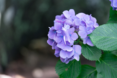 葉山　あじさい公園