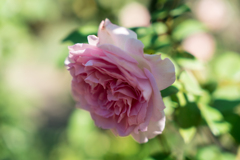 港の見える丘公園 スナップ