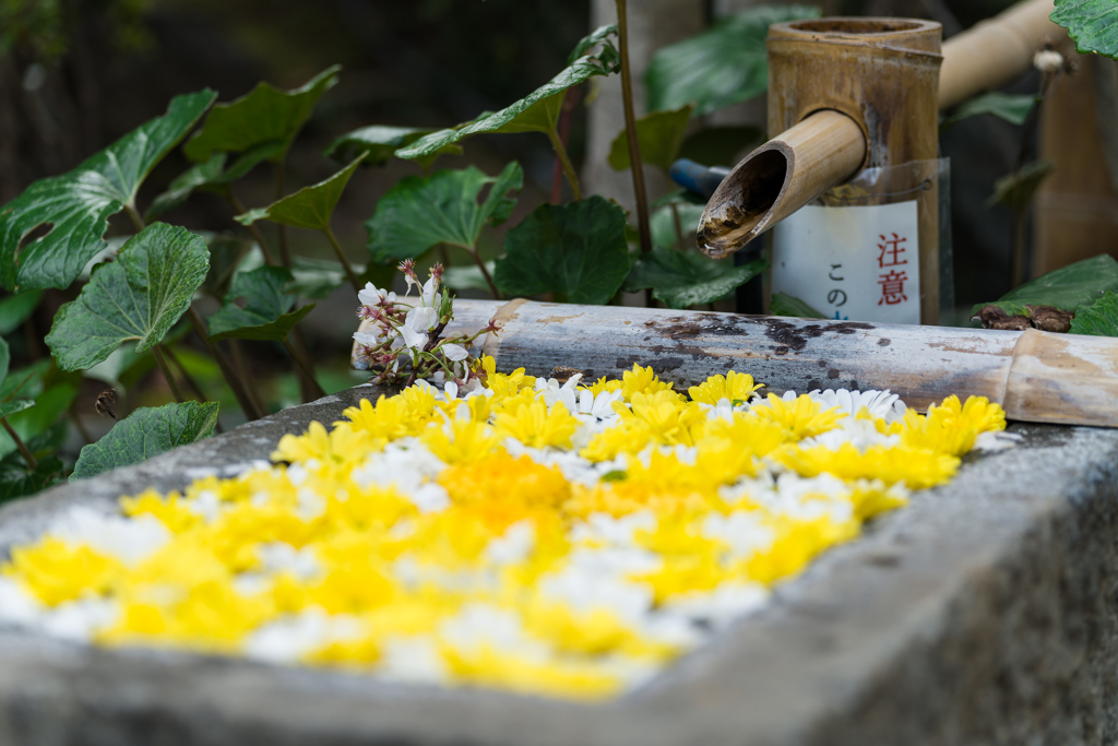 西中山 常照寺 花まつり