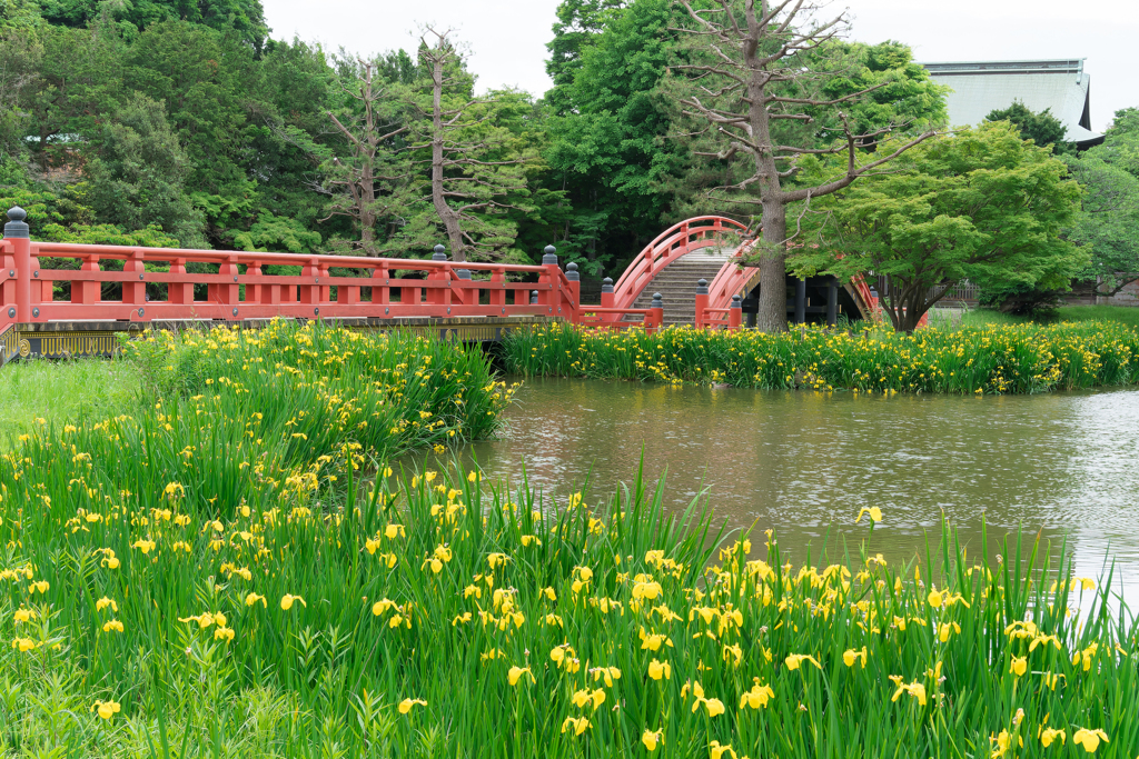 春の称名寺