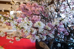 旧伊藤博文金沢別邸の春