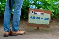 八景島　あじさい祭り