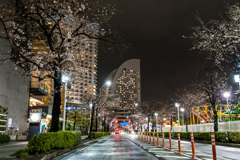 みなとみらい　さくら通り