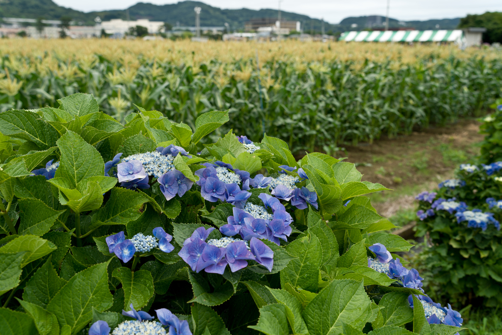開成町あじさい祭り
