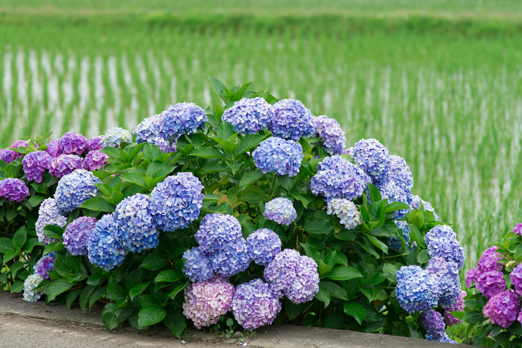 2023開成町あじさいまつり