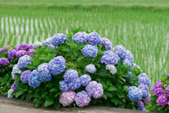 2023開成町あじさいまつり