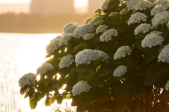 八景島　あじさい