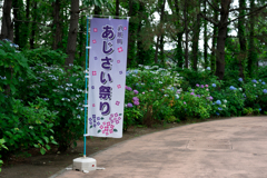 八景島　あじさい祭り