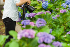 八景島あじさい祭り2023