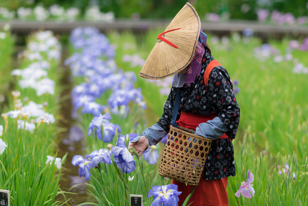 横須賀しょうぶ園