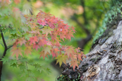 鎌倉、鶴岡八幡宮スナップ