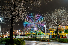 みなとみらい　さくら通り