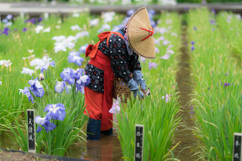 横須賀しょうぶ園