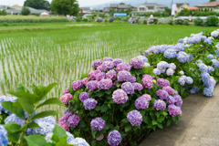 2023開成町あじさいまつり