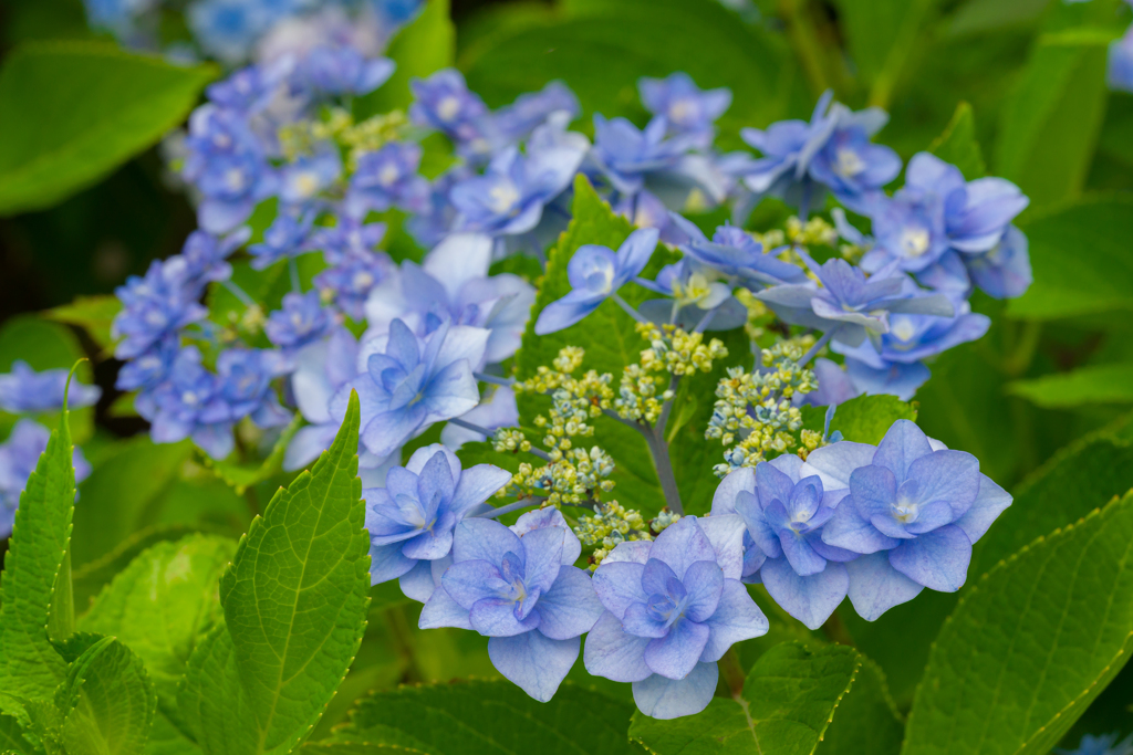 八景島あじさい祭り2023