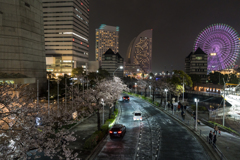 みなとみらい　さくら通り