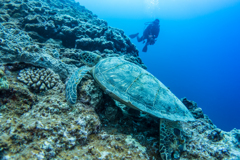 下地島ダイビング