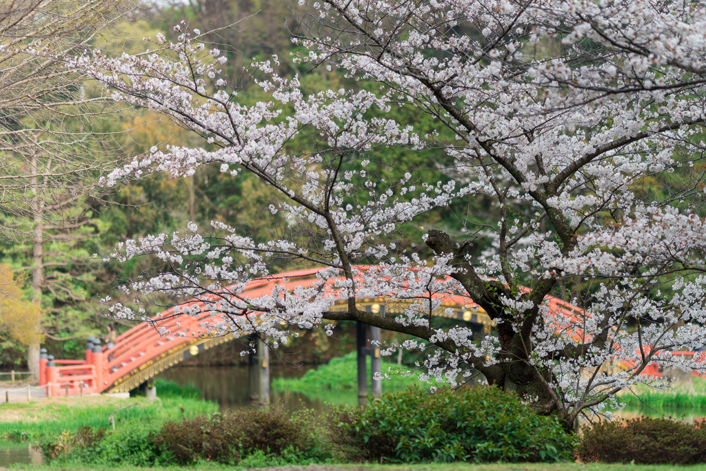 2024 春の称名寺