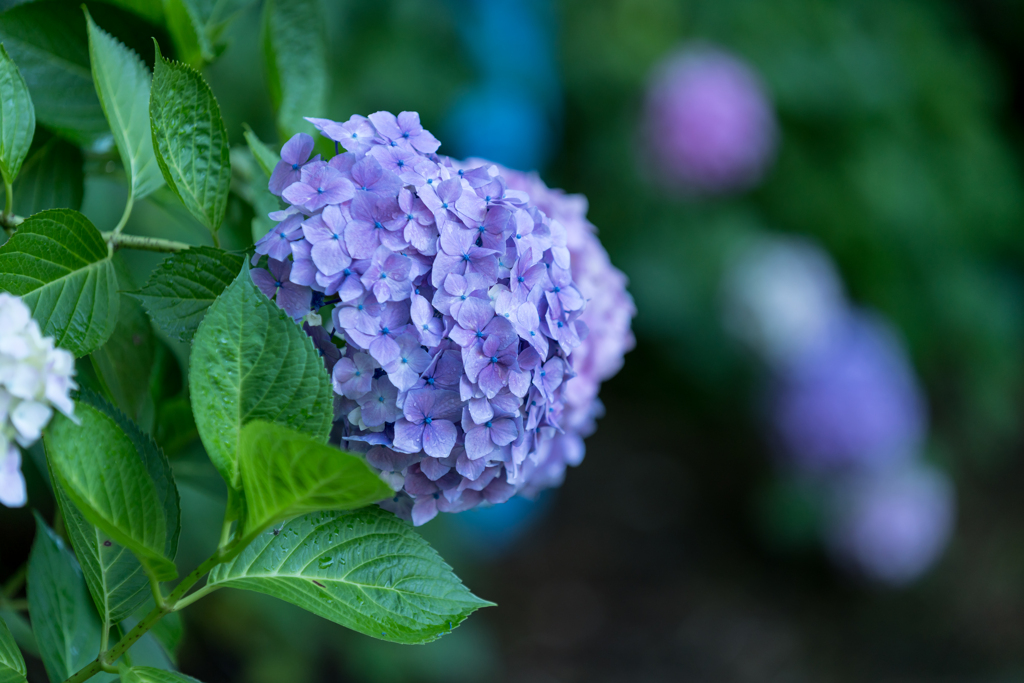 八景島　あじさい