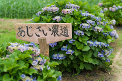 2023開成町あじさいまつり