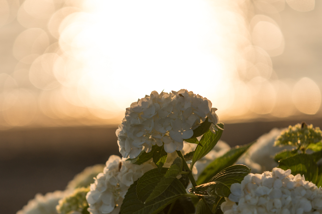 八景島　あじさい