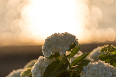 八景島　あじさい